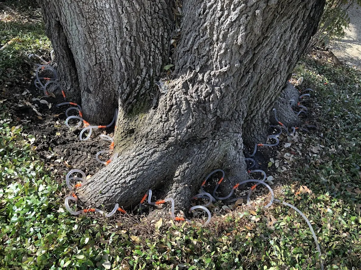Detailed Tree Cabling and Bracing job site in Bronxville