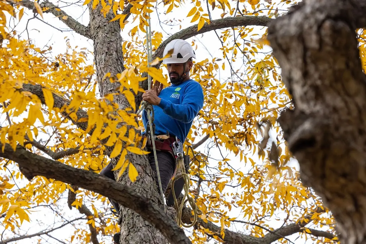 Skilled Tree Trimming crew working in Bronxville