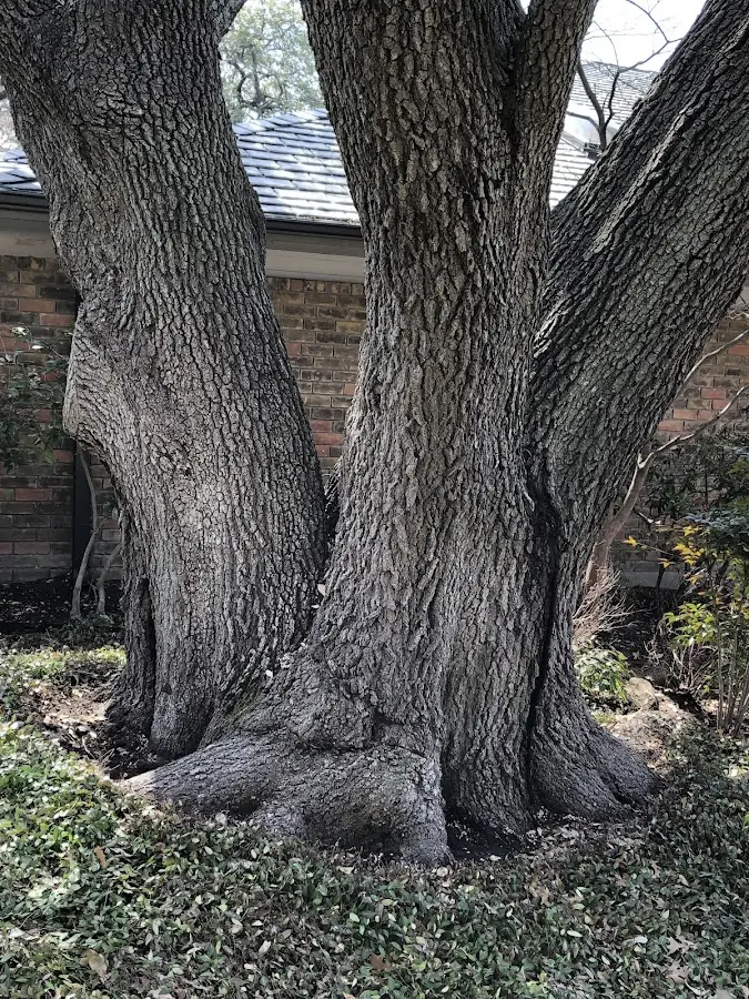 Mature heritage tree close to a Bronxville property cared for by certified arborists
